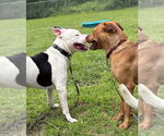 Small #5 American Pit Bull Terrier