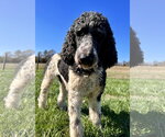 Small Poodle (Standard)