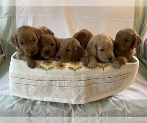 Goldendoodle Puppy for sale in EAST PEORIA, IL, USA