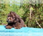 Small #32 ShihPoo