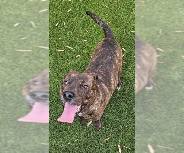 Medium Photo #1 Mutt Puppy For Sale in Baytown, TX, USA