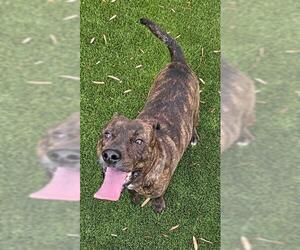 Mutt Dogs for adoption in Baytown, TX, USA