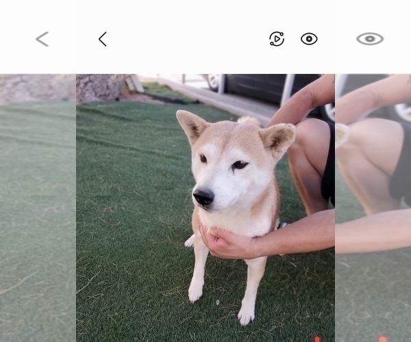 Full screen Photo #3 Shiba Inu Puppy For Sale in LAS VEGAS, NV, USA