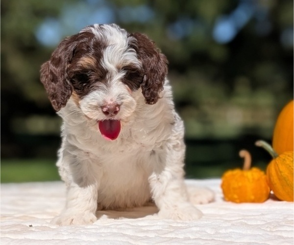 Medium Photo #67 Miniature Bernedoodle Puppy For Sale in GOSHEN, IN, USA