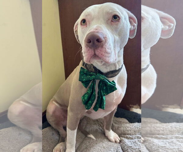 Medium Photo #4 American Pit Bull Terrier-Unknown Mix Puppy For Sale in Germantown, OH, USA
