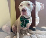 Small #3 American Pit Bull Terrier Mix