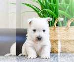 Small Photo #4 West Highland White Terrier Puppy For Sale in SYRACUSE, IN, USA