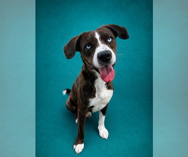 Medium Photo #1 Mutt Puppy For Sale in Pearland, TX, USA