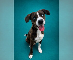 Mutt Dogs for adoption in Pearland, TX, USA