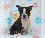 Small Photo #1 Boston Terrier Puppy For Sale in GORDONVILLE, PA, USA