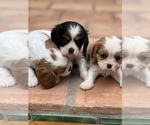 Small Photo #3 Cavalier King Charles Spaniel Puppy For Sale in MONTECITO, CA, USA