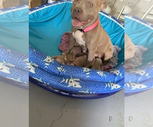 Mother of the American Pit Bull Terrier puppies born on 06/24/2019