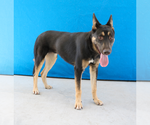 Small German Shepherd Dog