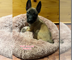 Small Photo #7 Belgian Malinois Puppy For Sale in HOUSTON, TX, USA
