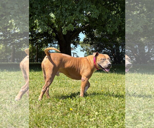 Medium Photo #3 Mutt Puppy For Sale in Jefferson, WI, USA