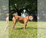 Small #2 Mutt