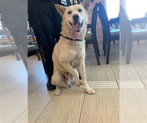 Siberian Husky-Unknown Mix Dogs for adoption in Corpus Christi, TX, USA
