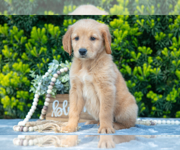 Medium Photo #9 Golden Retriever Puppy For Sale in HARLAN, IN, USA