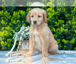 Small #1 Golden Retriever