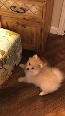 Pomeranian Puppy for sale in FRISCO, TX, USA