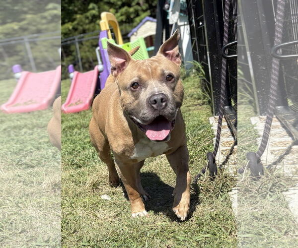 Medium Photo #1 American Pit Bull Terrier-Unknown Mix Puppy For Sale in Virginia Beach, VA, USA