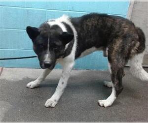 Akita Dogs for adoption in Downey, CA, USA