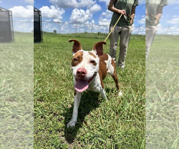 Medium Photo #1 Mutt Puppy For Sale in Abbeville, LA, USA