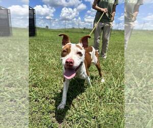 Mutt Dogs for adoption in Abbeville, LA, USA