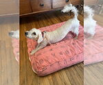 Small #1 Maltipoo (Miniature)