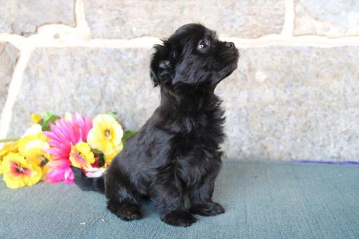 Medium Photo #1 Havanese Puppy For Sale in NEW HOLLAND, PA, USA