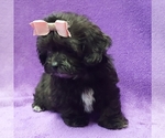 Small Photo #13 ShihPoo Puppy For Sale in BUFFALO, MO, USA