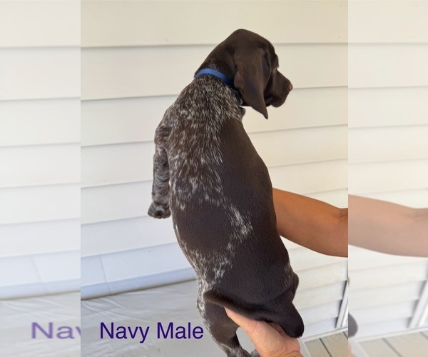 Medium Photo #5 German Shorthaired Pointer Puppy For Sale in CLOVER, VA, USA