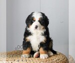 Small #3 Bernese Mountain Dog