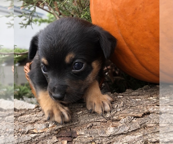 Medium Photo #3 Australian Shepherd-Chihuahua Mix Puppy For Sale in SHERMAN, TX, USA