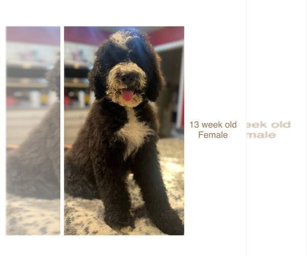 Medium Photo #1 Sheepadoodle Puppy For Sale in SPRINGDALE, AR, USA