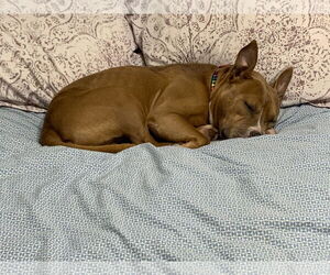 Meatball - Male Mutt Dog for Adoption - Photo #3