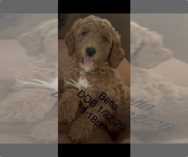 Medium Photo #6 Goldendoodle mix (+ Poodle Standard) Puppy For Sale in CLEVELAND, OH, USA