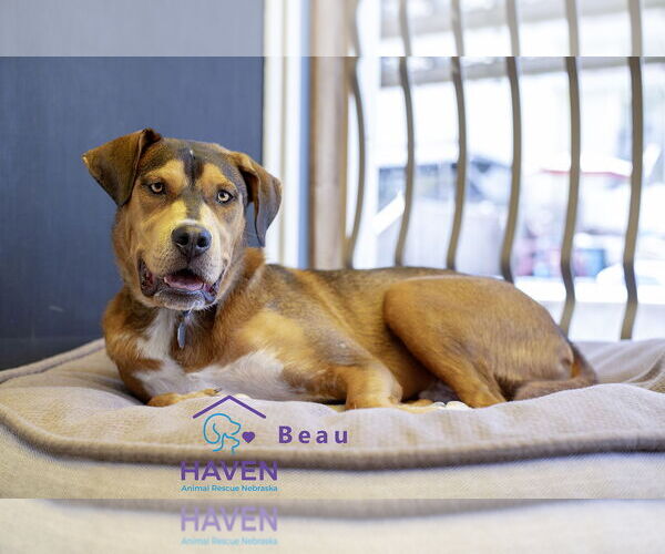Medium Photo #9 Labrador Retriever-Unknown Mix Puppy For Sale in Omaha, NE, USA