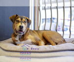 Small #8 Labrador Retriever Mix