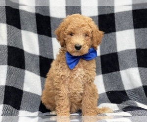 Goldendoodle-Poodle (Standard) Mix Puppy for sale in LAKELAND, FL, USA