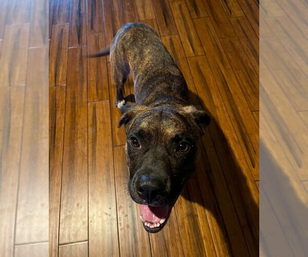 Medium Photo #4 Boxer Puppy For Sale in Austin, TX, USA