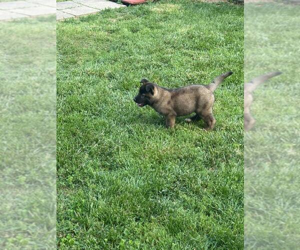 Medium Photo #5 Akita Puppy For Sale in LOUISVILLE, KY, USA