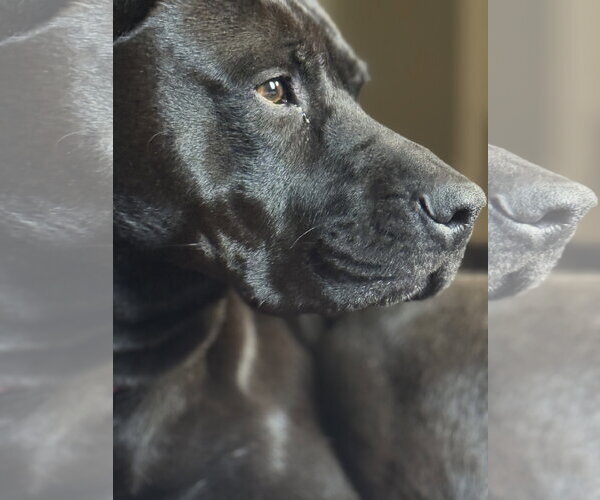 Medium Photo #4 Mutt Puppy For Sale in NEWPORT NH, NH, USA