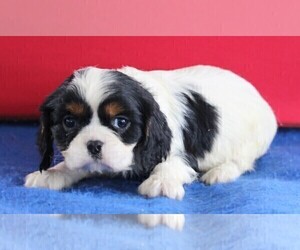 Medium Cavalier King Charles Spaniel