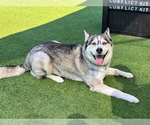 SHEENA - Female Siberian Husky Dog for Adoption - Photo #5