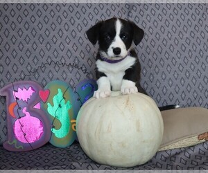 Cardigan Welsh Corgi Puppy for sale in LIVERMORE, CO, USA