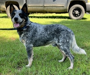 Father of the Australian Cattle Dog puppies born on 06/04/2025