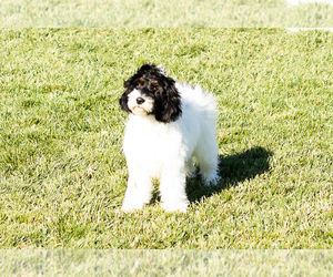 Cock-A-Poo Puppy for sale in MILLERSBURG, IN, USA