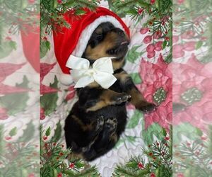 Rottweiler Puppy for sale in DRAPER, VA, USA
