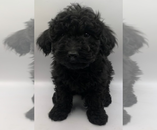 Medium Photo #3 Cavapoochon (Miniature) Puppy For Sale in BLUE MOUND, TX, USA